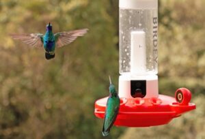 Birdfy Humfeeder