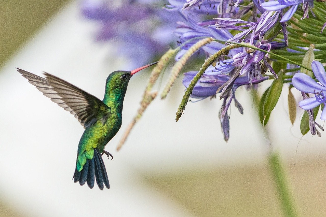 Hummingbird migration